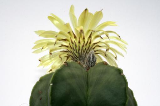 Astrophytum myriostigma f. nuda % 