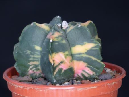 Astrophytum myriostigma f. nuda variegata 