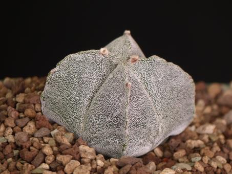 Astrophytum myriostigma f. quadricostata % 