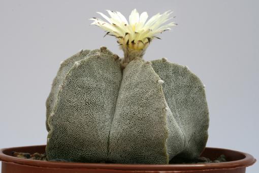 Astrophytum myriostigma % San Antonio, Tam, MEX 