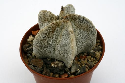 Astrophytum myriostigma % La Morita, SLP, MEX 