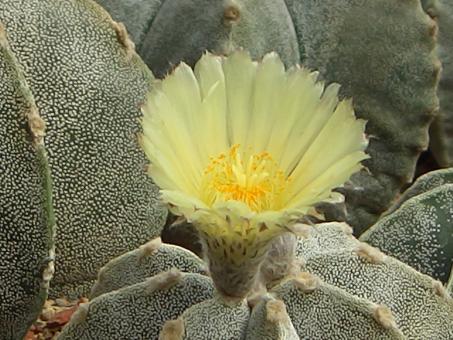 Astrophytum myriostigma f. quadricostata % 