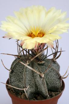 Astrophytum niveum Cienegas, Coah, MEX 