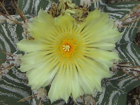 Astrophytum ornatum 