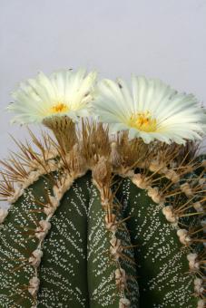 Astrophytum ornatum v. virens 