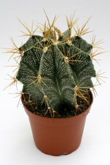 Astrophytum ornatum 