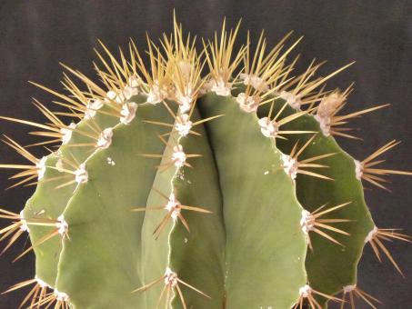 Astrophytum ornatum v. virens 