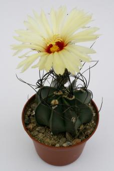 Astrophytum senile 