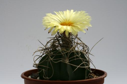 Astrophytum capricorne ssp. senile f. aureum 