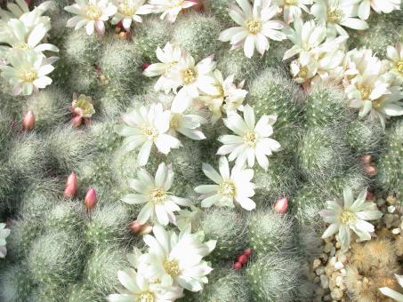 Aylostera albiflora 
