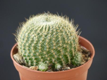 Aylostera azurduyensis VZ267 