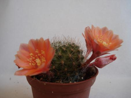 Aylostera buiningiana RH585 Nazareno, Salta, ARG, 3400m 