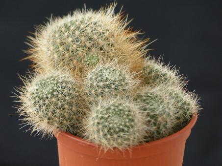 Aylostera buiningiana RH1387 Iruya, Salta, ARG 