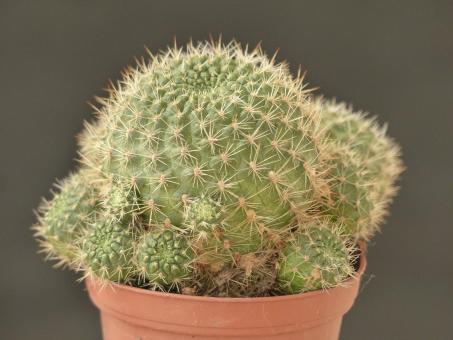 Aylostera buiningiana Salta Nazareno, Salta Victoria, ARG 