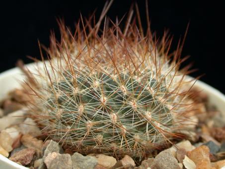 Aylostera fiebrigii RH1006 OConnor, Canaletas, Tarija, BOL, 2150m 