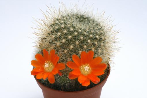 Aylostera fiebrigii v. densiseta L329 