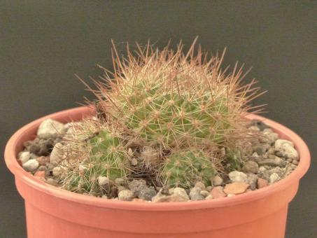 Aylostera fiebrigii v. rubrispina RH342 