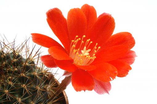 Aylostera kupperiana v. spiniflora FR762b 