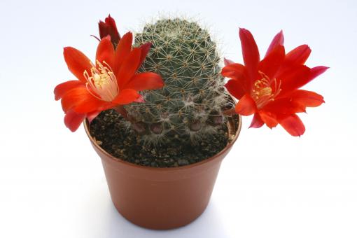 Aylostera minutissima RH215 Cuesta de Sama, Tarija, BOL, 2450m 