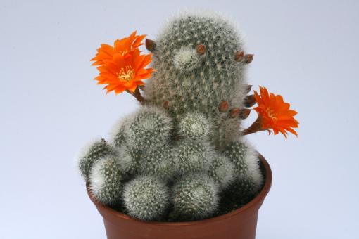 Aylostera muscula 