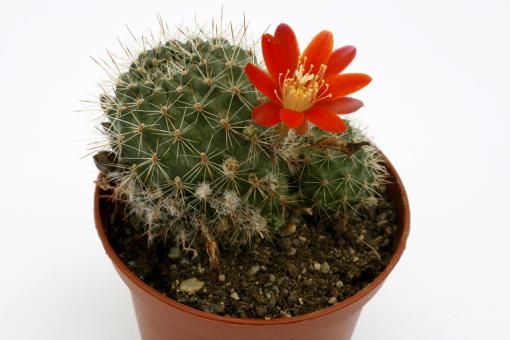Aylostera nitida FR759 