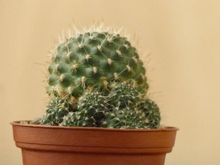 Aylostera nogalesensis FR768 Tarvita, Rio Nogales, Chuquisaca, BOL 