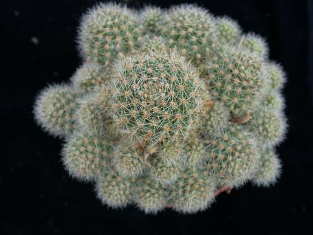Aylostera pulvinosa FR766 Río Cajas, Huerta Carbajal, Tarija, BOL 