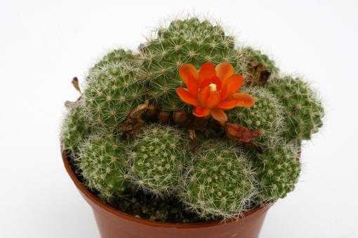 Aylostera pulvinosa FR766 Río Cajas, Huerta Carbajal, Tarija, BOL 