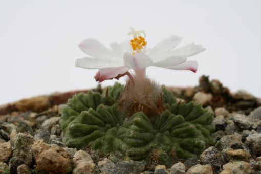 Aztekium ritteri § % 