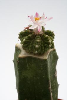 Aztekium ritteri § % VE 