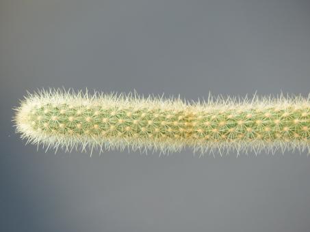 Bergerocactus emoryi 