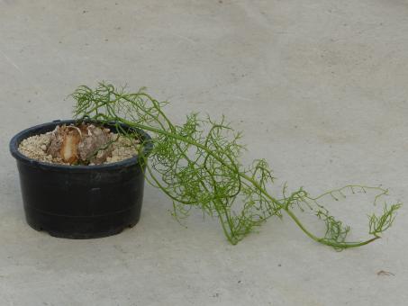 Bowiea volubilis Y. 