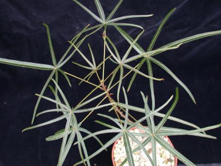Brachychiton rupestris Y. 
