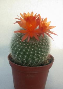 Brasilicactus haselbergii 