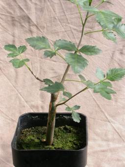 Bursera excelsa 