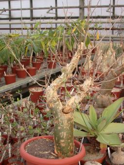 Bursera fagaroides 