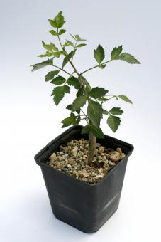 Bursera fagaroides 