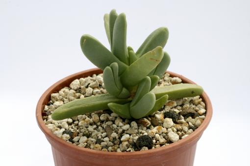 Cephalophyllum pulchrum western cape, RSA 