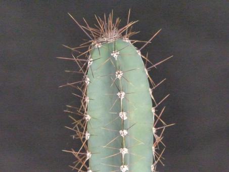 Cereus forbesii % VoS3143a Catamarca 