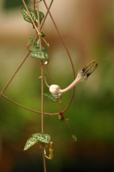 Ceropegia woodii Y. 