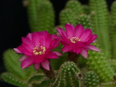 Chamaecereus Annette 