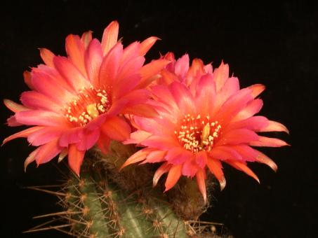 Chamaecereus Cinnabarit 