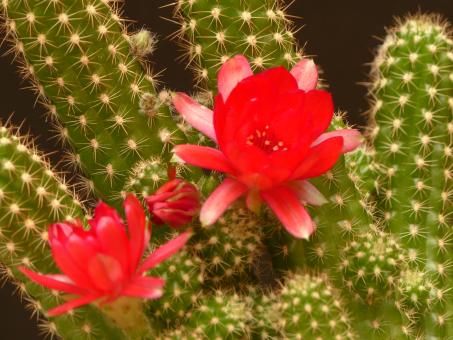 Chamaecereus Daisy 