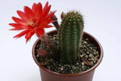 Chamaecereus Danisa 