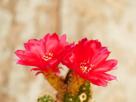 Chamaecereus Dark Rubin 