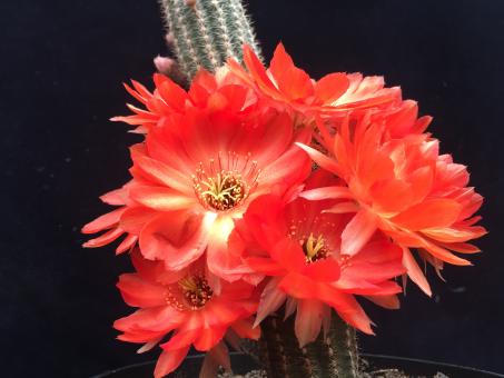 Chamaecereus Feueropal 