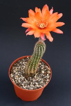 Chamaecereus Hilde Rauh 