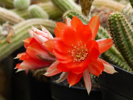 Chamaecereus Gitta 