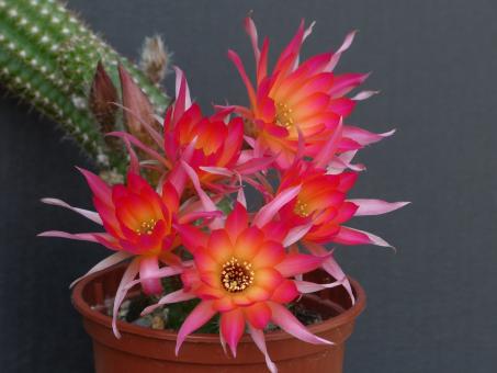 Chamaecereus Malmö 