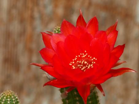 Chamaecereus Martina 